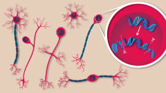 在动物大脑中直接修复DNA——神经科学研究新突破系列之一